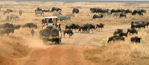 3 Days Safari